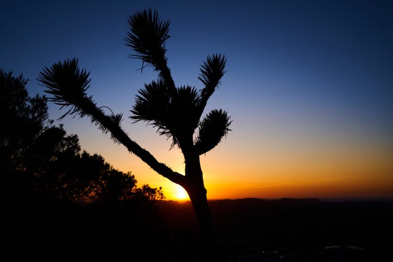 Por qué nos gustan más las mentiras que las verdades